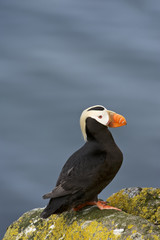 Tufted Puffin (Fratercula cirrhata)