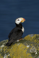 Horned Puffin (Fratercula corniculata)
