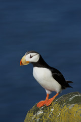 Horned Puffin (Fratercula corniculata)