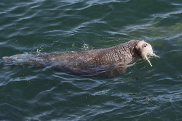 Swimming walrus (Odobenus rosmarus divergens), Round Island, Walrus Islands State Game Sanctuary, Bristol Bay, Alaska