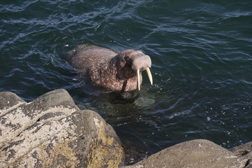 Swimming walrus (Odobenus rosmarus divergens), Round Island, Walrus Islands State Game Sanctuary, Bristol Bay, Alaska