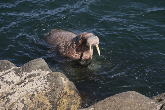 Swimming walrus (Odobenus rosmarus divergens), Round Island, Walrus Islands State Game Sanctuary, Bristol Bay, Alaska