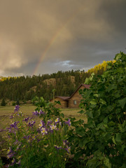Columbines and Rainbow