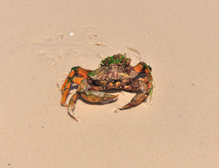 Sea crab on the seashore