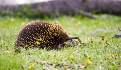 A Short Beaked Echidna wandering through the Dandelions at Sugarloaf Reservoir