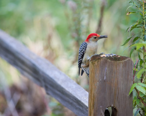 Red-Bellied Woodpecker