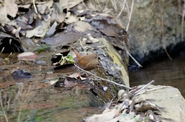 Troglodytes troglodyte
