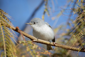 Perlita grisazul