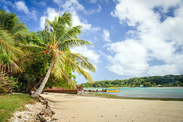 Coconut Palm Erakor Lagoon Vanuatu - obrazy, fototapety, plakaty