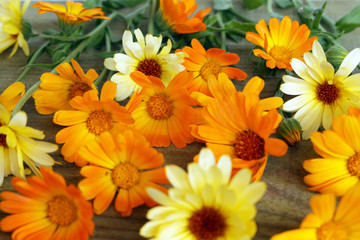 the pattern of calendula flowers on the table