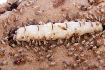 termite and queen termite in hole