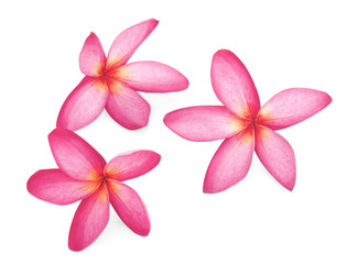 Fototapeta na wymiar leelawadee flowers