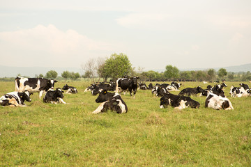 Cows on a green field