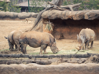 three white rhino eat food and drink water with brown rock and forest soft focus background