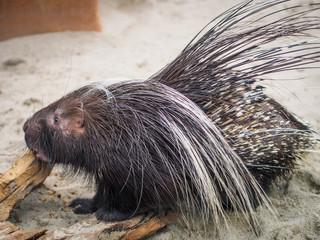 close up black malayan porcupine standing on floor