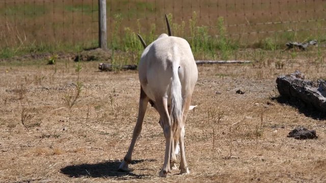 Motion of scimitar horned oryx eating food inside Vancouver zoo