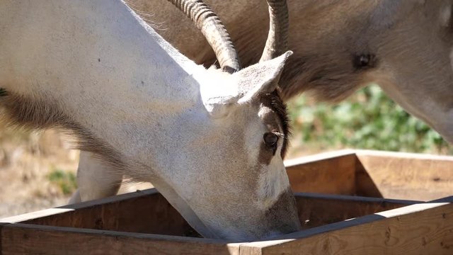 Slow motion of scimitar horned oryx eating food inside a farm