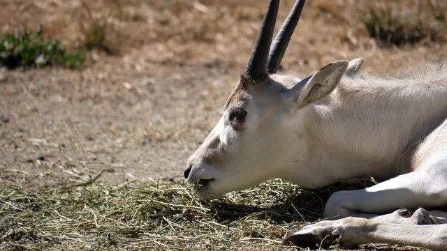 Slow motion of scimitar horned oryx eating food inside a farm