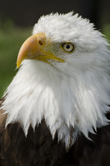 Bald Eagle Looks Up