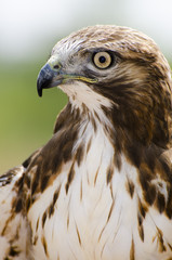 Red-tailed Hawk Profile