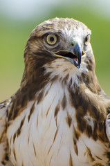 Red-tailed Hawk Frontal View
