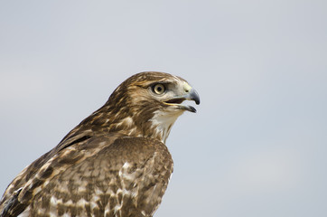 Red-tailed Hawk Sits