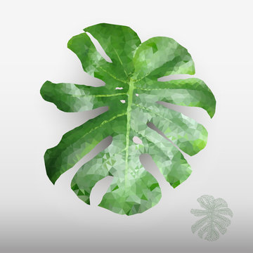 Green leaf in low poly style, plant Monstera Deliciosa, Swiss Cheese Plant, holes natural botanical leaf on a grey background.