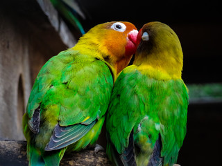 Fototapeta na wymiar Two beautiful parrots spending time together and kissing
