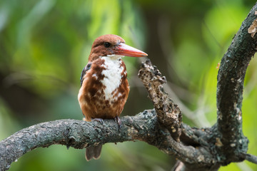 white throated kingfisher