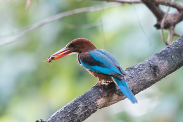 white throated kingfisher
