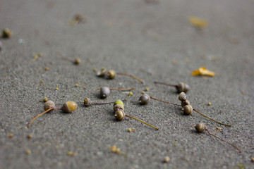 Acorns and fallen leaves on the ground