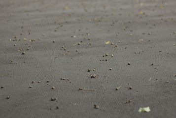 Acorns and fallen leaves on the ground