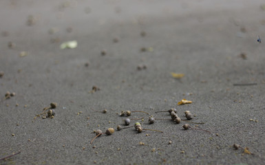 Acorns and fallen leaves on the ground