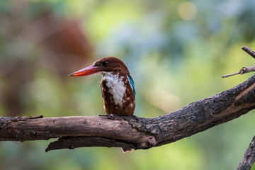 white throated kingfisher