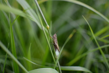 Grasshopper