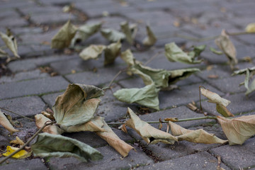 The fallen from the trees and lying on the sidewalk for pedestrians yellowed foliage of maple, autumn season, defocus