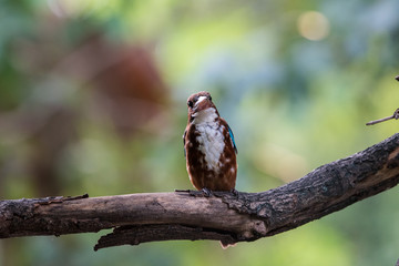 white throated kingfisher