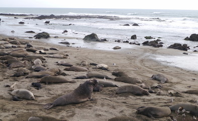 Elephant Seals of San Simeon
