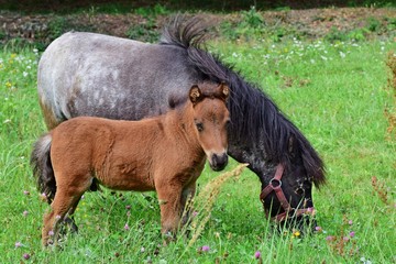 ein Ponny mit seinem Fohlen auf einer Wiese