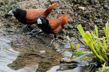 Fototapeta premium Chestnut Munia