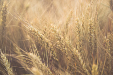 Golden wheat ears close up toned image