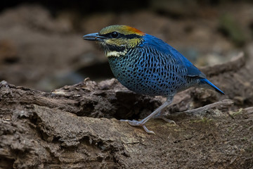 Blue Pitta