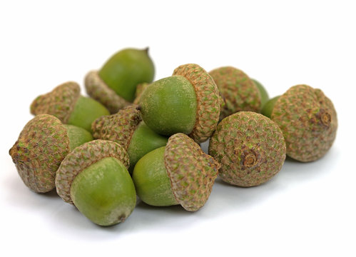 Eicheln, Sumpf-Eiche, Quercus palustris