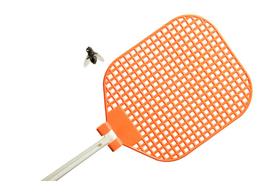 Dead flesh fly is lying on its back next to an orange fly swatter. Isolated on white background.