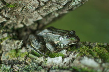 Green frog on the tree. Bark with moss. Brown amphibian