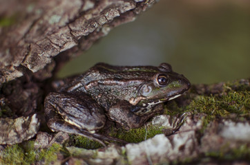 Green frog on the tree. Bark with moss. Brown amphibian