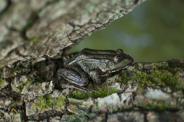 Green frog on the tree. Bark with moss. Brown amphibian
