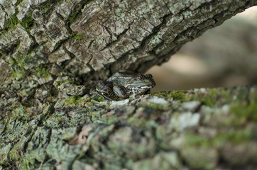 Green frog on the tree. Bark with moss. Brown amphibian
