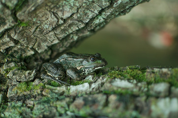 Green frog on the tree. Bark with moss. Brown amphibian
