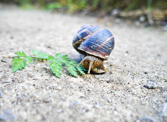 snail with a leaf
